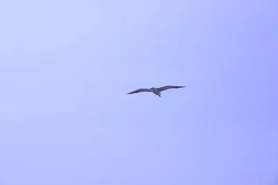 DSC_2210 (Large).JPG